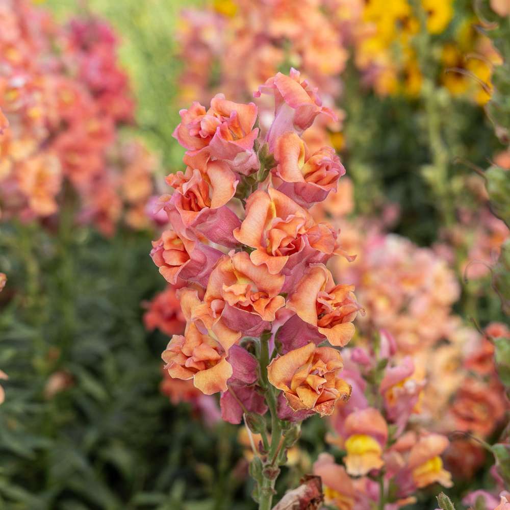 Løvemund 'Madame Butterfly Bronze' (frø)